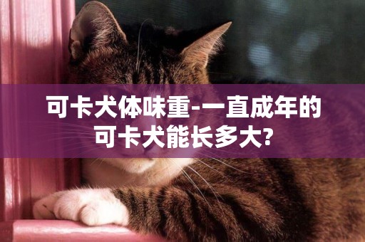可卡犬體味重-一直成年的可卡犬能長多大?