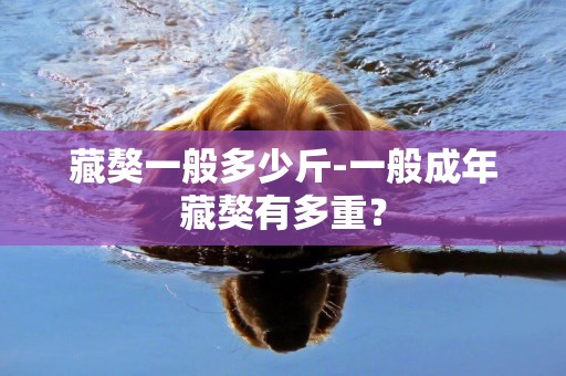 藏獒一般多少斤-一般成年藏獒有多重？