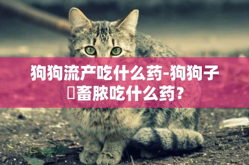 狗狗流產吃什么藥-狗狗子宮畜膿吃什么藥？