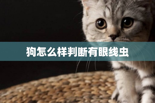 狗怎么樣判斷有眼線蟲