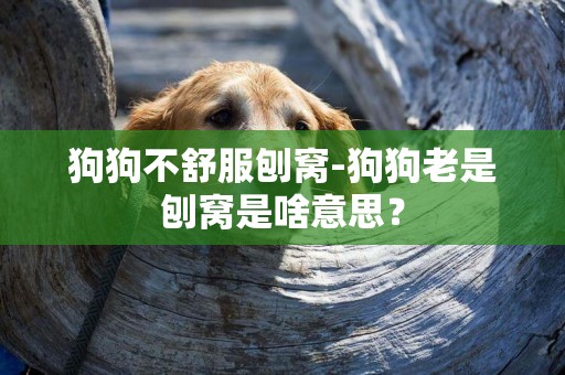 狗狗不舒服刨窩-狗狗老是刨窩是啥意思？
