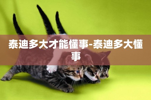 泰迪多大才能懂事-泰迪多大懂事