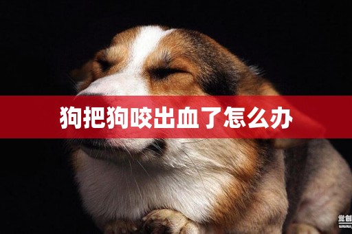 狗把狗咬出血了怎么辦