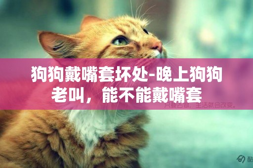 狗狗戴嘴套壞處-晚上狗狗老叫，能不能戴嘴套