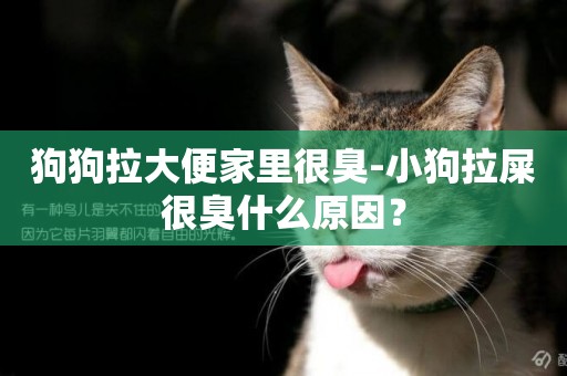 狗狗拉大便家里很臭-小狗拉屎很臭什么原因？