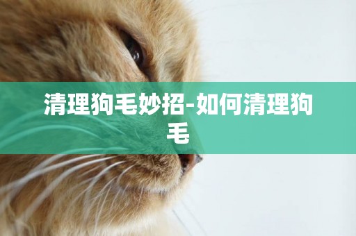 清理狗毛妙招-如何清理狗毛