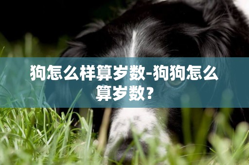 狗怎么樣算歲數-狗狗怎么算歲數？
