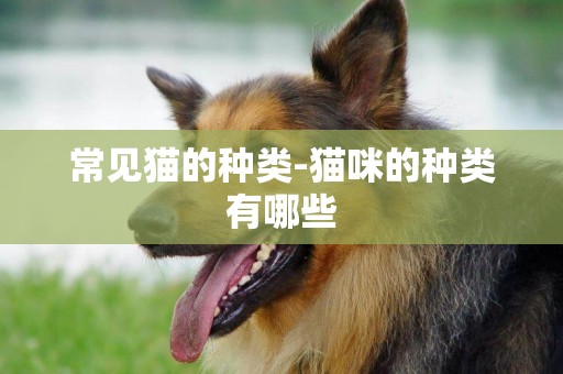 常見貓的種類-貓咪的種類有哪些