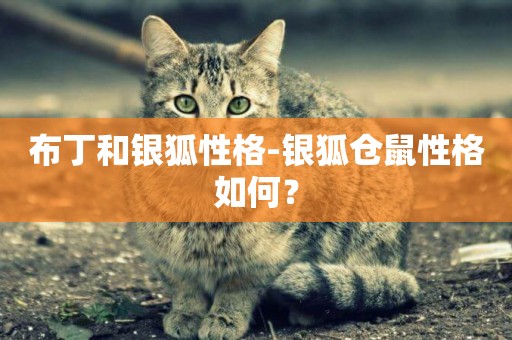 布丁和銀狐性格-銀狐倉鼠性格如何？