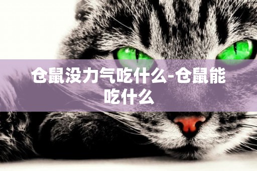 倉鼠沒力氣吃什么-倉鼠能吃什么