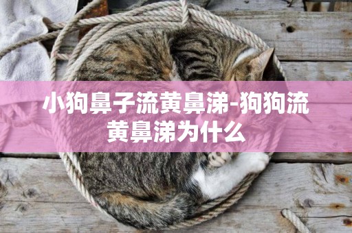 小狗鼻子流黃鼻涕-狗狗流黃鼻涕為什么