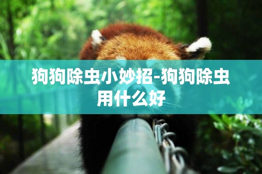 狗狗除蟲小妙招-狗狗除蟲用什么好