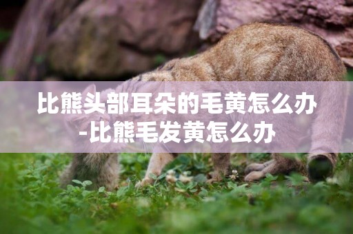 比熊頭部耳朵的毛黃怎么辦-比熊毛發黃怎么辦