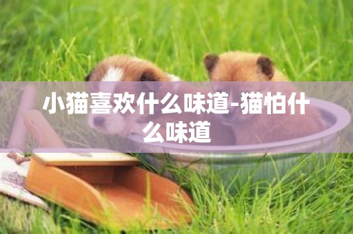 小貓喜歡什么味道-貓怕什么味道