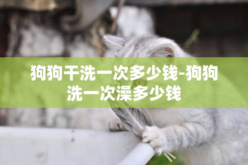 狗狗干洗一次多少錢-狗狗洗一次澡多少錢