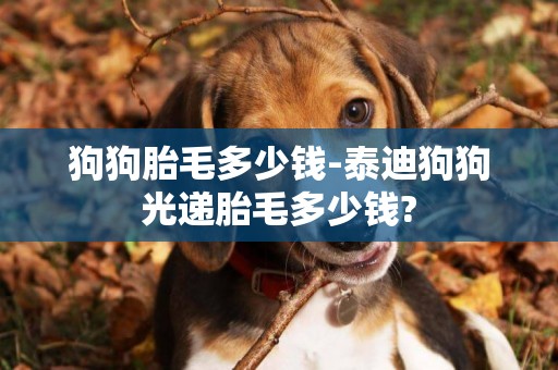 狗狗胎毛多少錢-泰迪狗狗光遞胎毛多少錢?