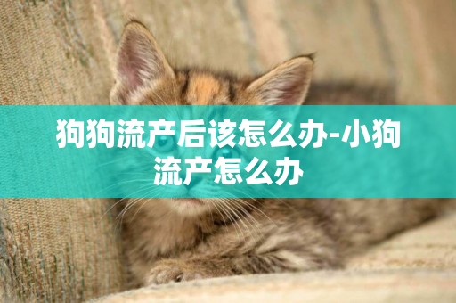 狗狗流產后該怎么辦-小狗流產怎么辦