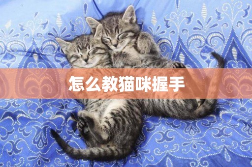怎么教貓咪握手