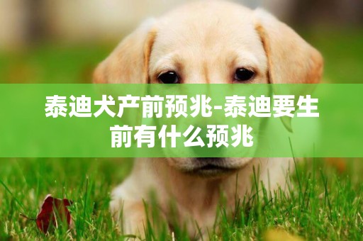 泰迪犬產前預兆-泰迪要生前有什么預兆