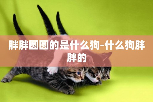 胖胖圓圓的是什么狗-什么狗胖胖的