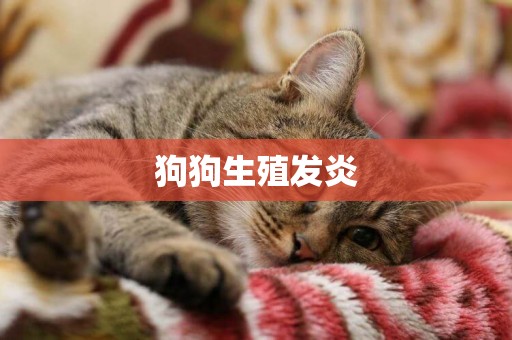 狗狗生殖發炎