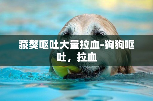 藏獒嘔吐大量拉血-狗狗嘔吐，拉血