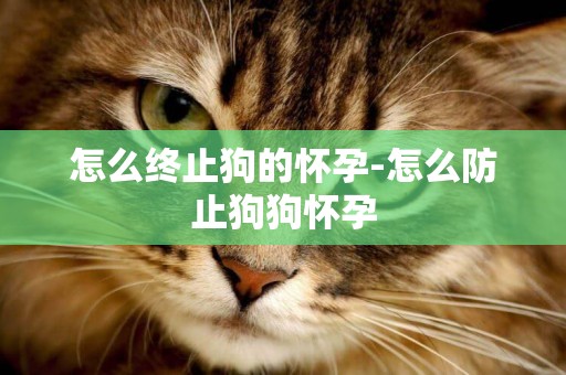 怎么終止狗的懷孕-怎么防止狗狗懷孕