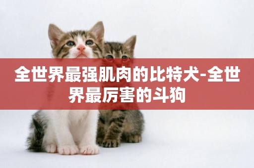全世界最強肌肉的比特犬-全世界最厲害的斗狗