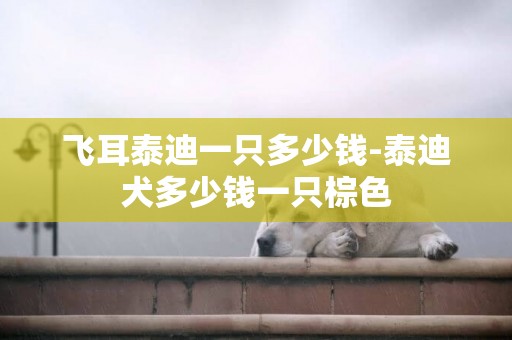 飛耳泰迪一只多少錢-泰迪犬多少錢一只棕色