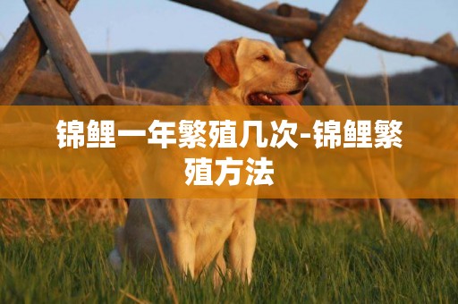 錦鯉一年繁殖幾次-錦鯉繁殖方法