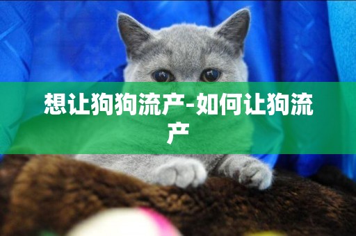 想讓狗狗流產-如何讓狗流產