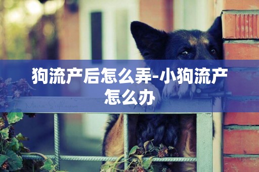 狗流產后怎么弄-小狗流產怎么辦