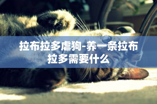 拉布拉多虐狗-養一條拉布拉多需要什么