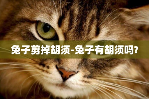 兔子剪掉胡須-兔子有胡須嗎?