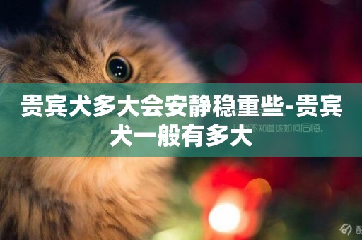 貴賓犬多大會安靜穩重些-貴賓犬一般有多大