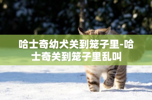 哈士奇幼犬關到籠子里-哈士奇關到籠子里亂叫