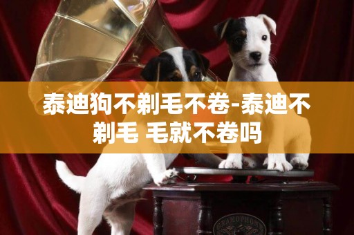 泰迪狗不剃毛不卷-泰迪不剃毛 毛就不卷嗎