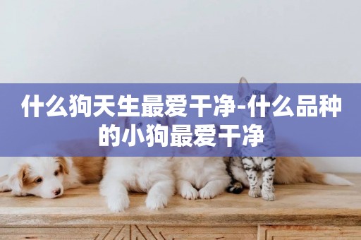 什么狗天生最愛干凈-什么品種的小狗最愛干凈