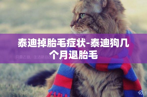 泰迪掉胎毛癥狀-泰迪狗幾個月退胎毛