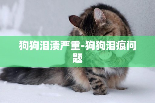 狗狗淚漬嚴重-狗狗淚痕問題