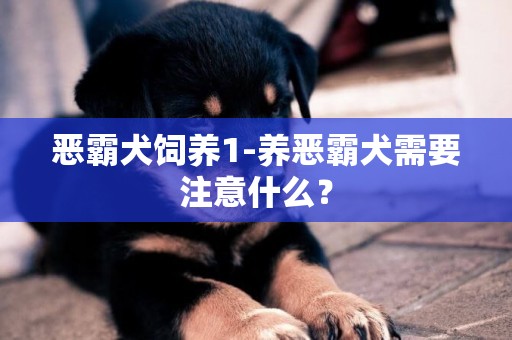 惡霸犬飼養1-養惡霸犬需要注意什么？