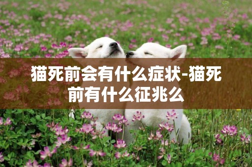 貓死前會有什么癥狀-貓死前有什么征兆么