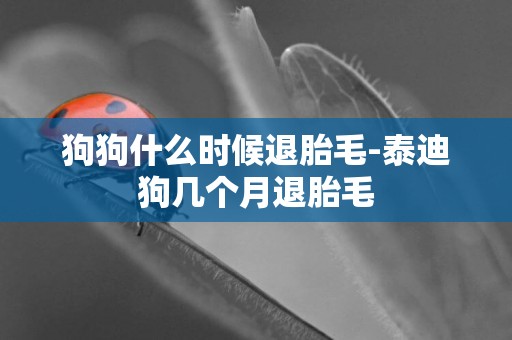 狗狗什么時候退胎毛-泰迪狗幾個月退胎毛