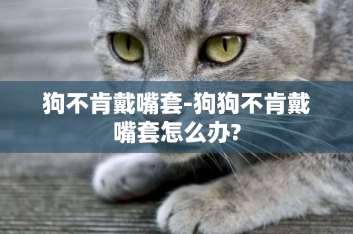 狗不肯戴嘴套-狗狗不肯戴嘴套怎么辦?