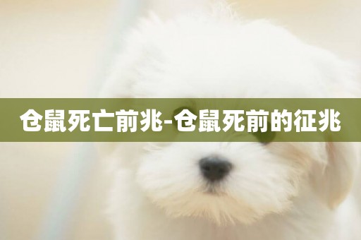 倉鼠死亡前兆-倉鼠死前的征兆
