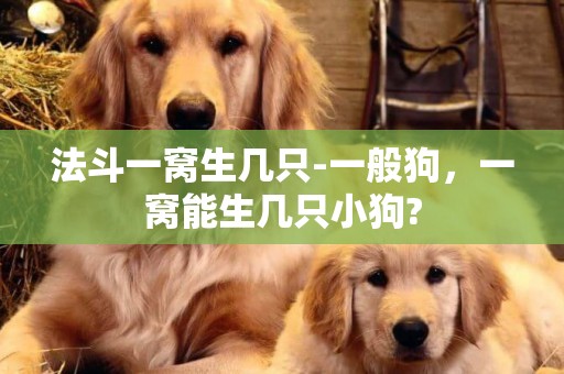 法斗一窩生幾只-一般狗，一窩能生幾只小狗?