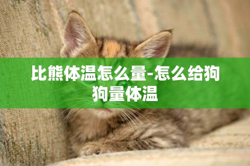 比熊體溫怎么量-怎么給狗狗量體溫