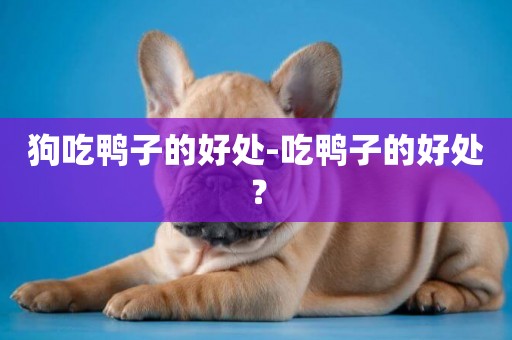 狗吃鴨子的好處-吃鴨子的好處？