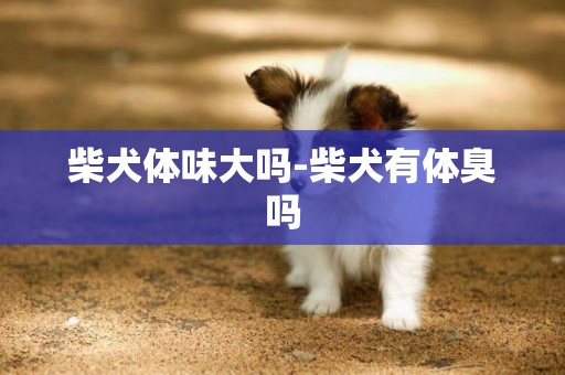 柴犬體味大嗎-柴犬有體臭嗎