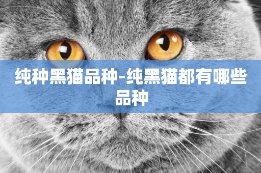 純種黑貓品種-純黑貓都有哪些品種